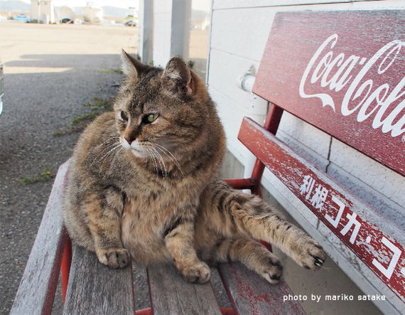 海辺のシェルター...「老後」│フェリシモ猫部